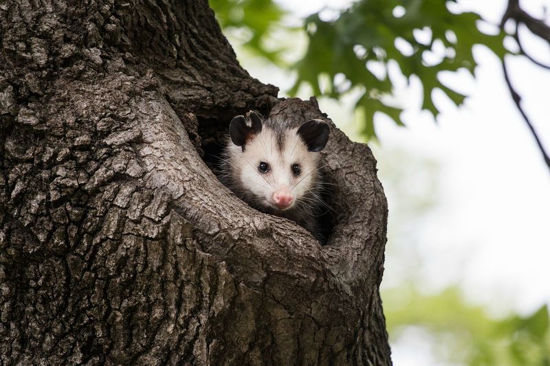 Temporary Visitors Who Move Along