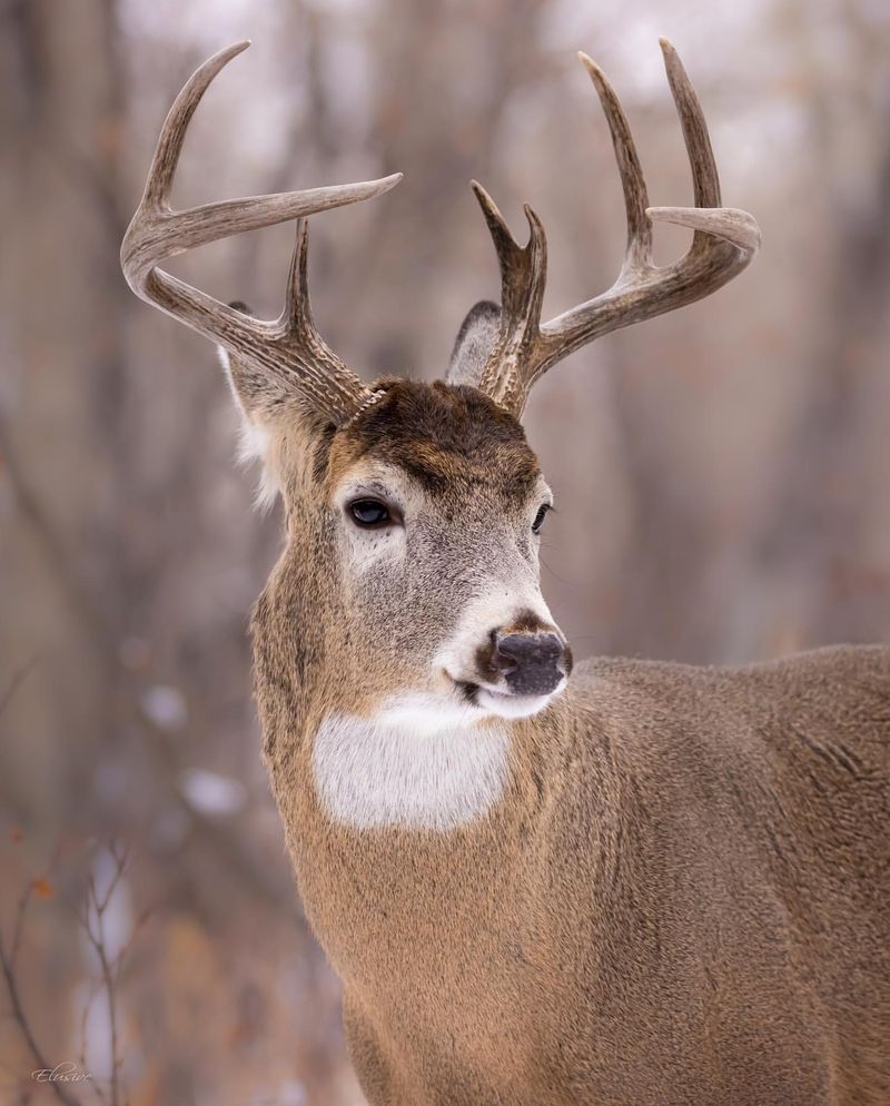 White-Tailed Deer