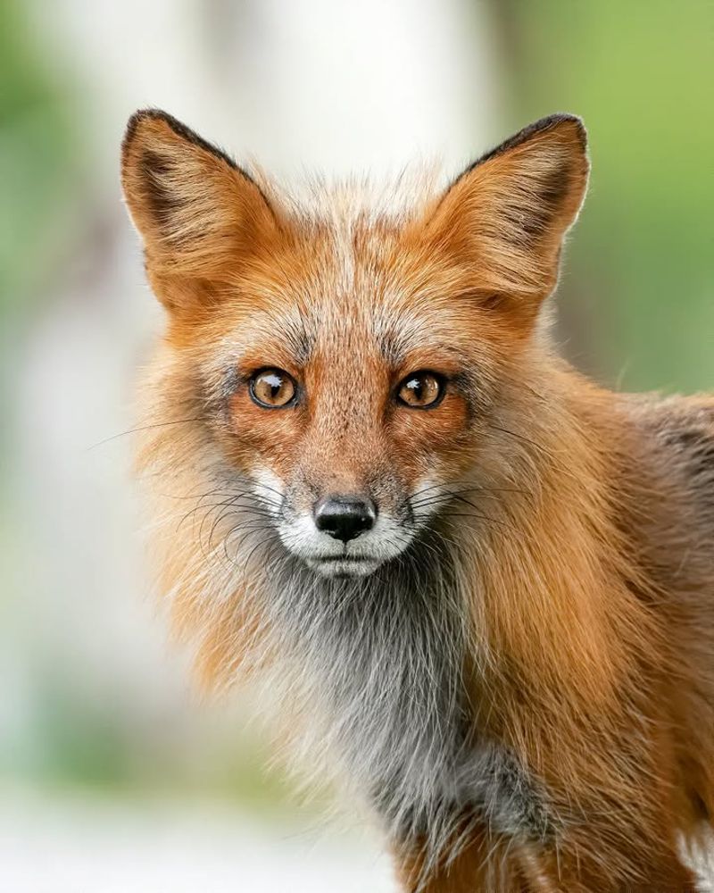 Red Fox