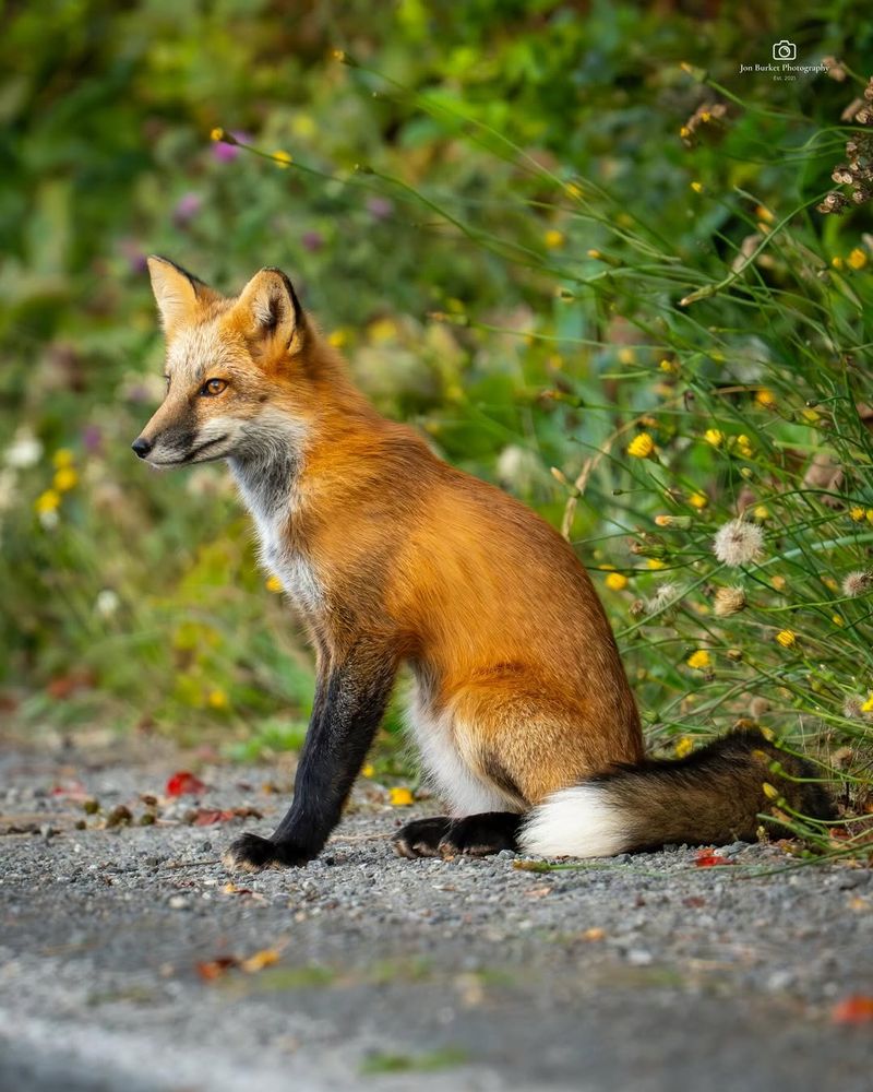 Red Fox