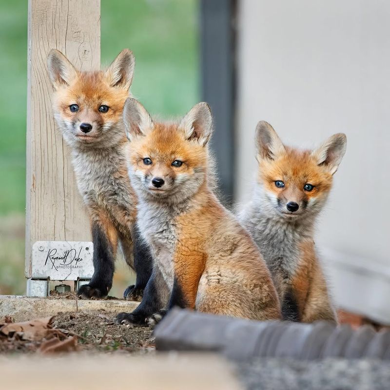 Red Fox