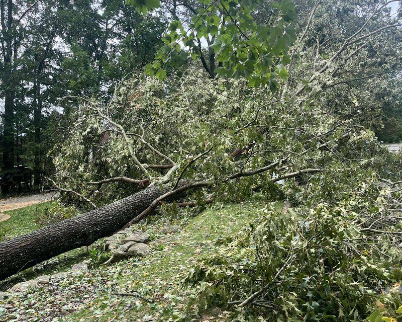 Storm Debris Gets Caught in Branches