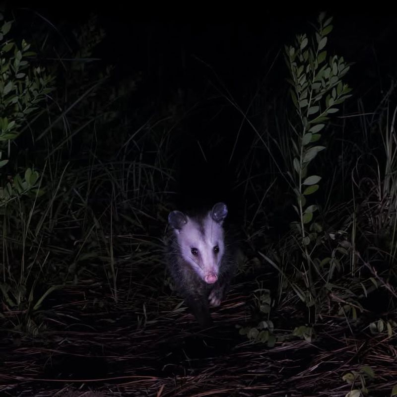 Opossums After Dark