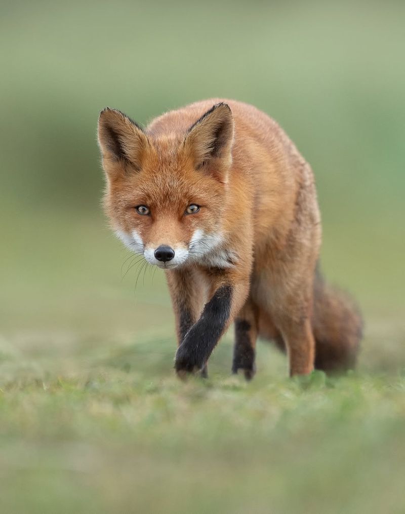 Red Foxes