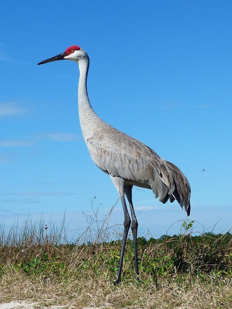 Sandhill Cranes