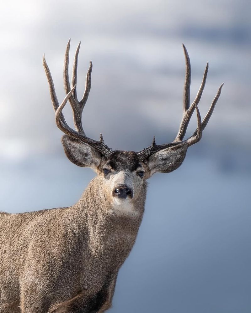Mule Deer