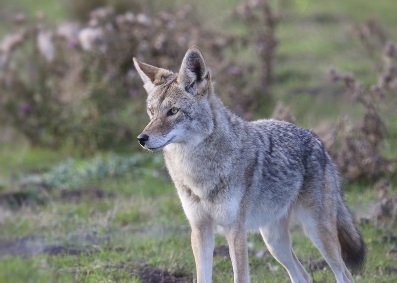 Coyotes