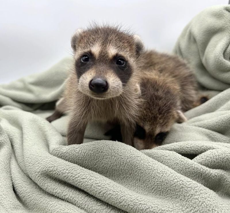 Baby Raccoons May Be Hidden Nearby