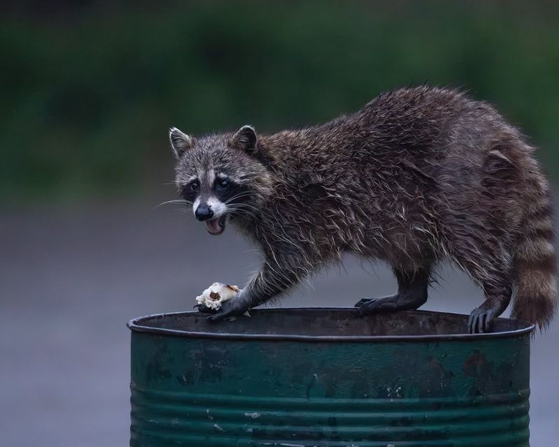 Food Sources Attract Them Initially