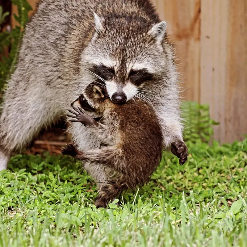 Mother Raccoons Are Fiercely Protective