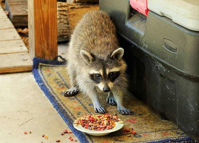 Food Sources Attract Raccoons Repeatedly