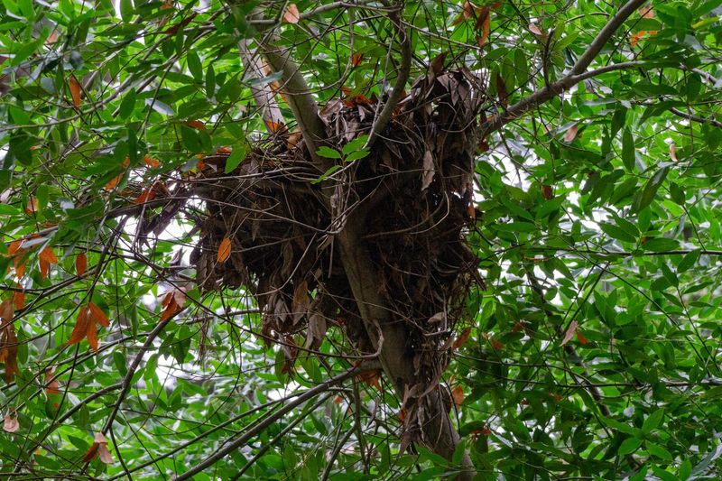 Opossum Mothers Use Temporary Leaf Shelters