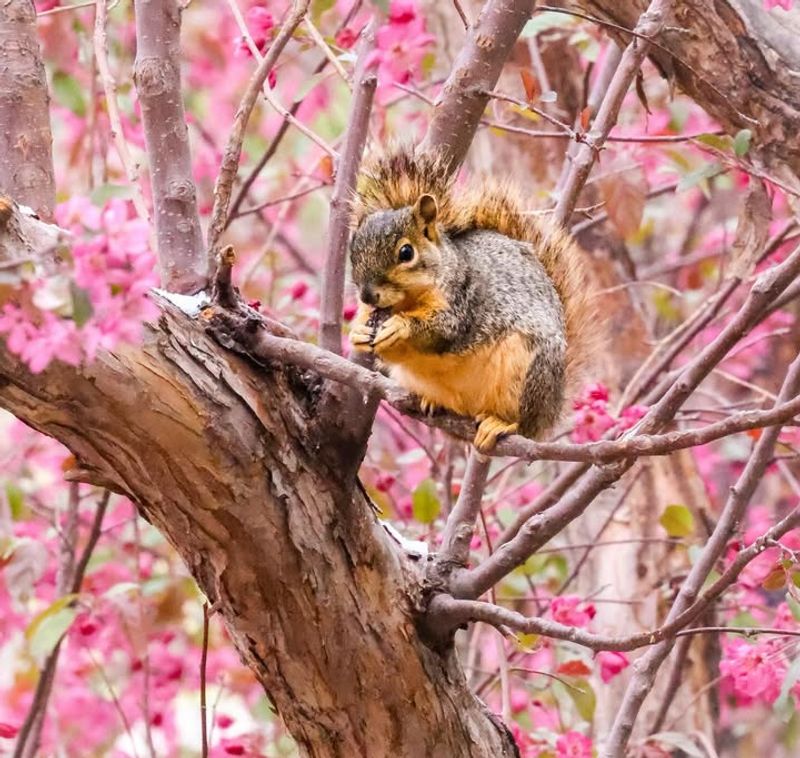 Squirrels Enjoying Garden Trees