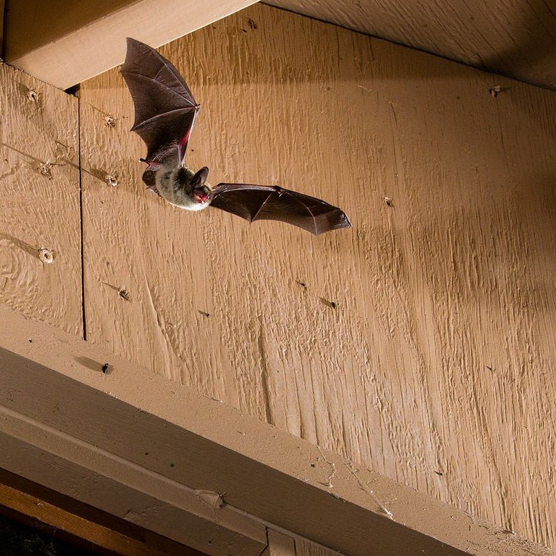 Northern Long-Eared Bat