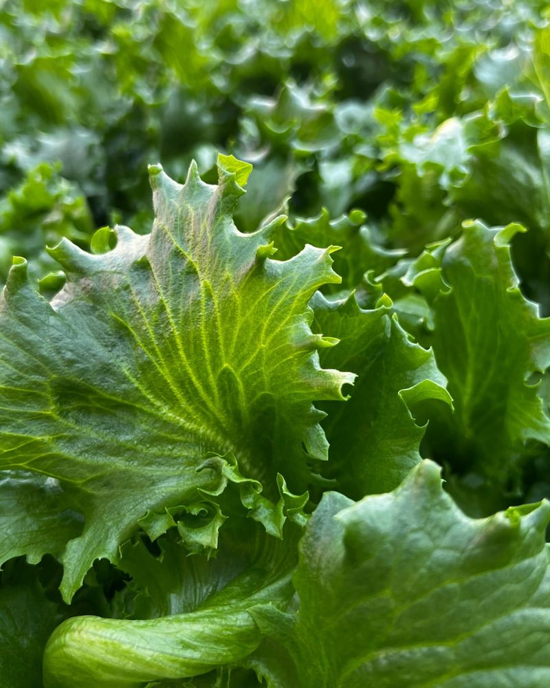 Lettuce