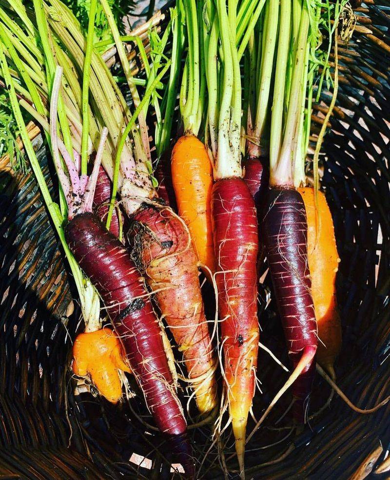 Carrots