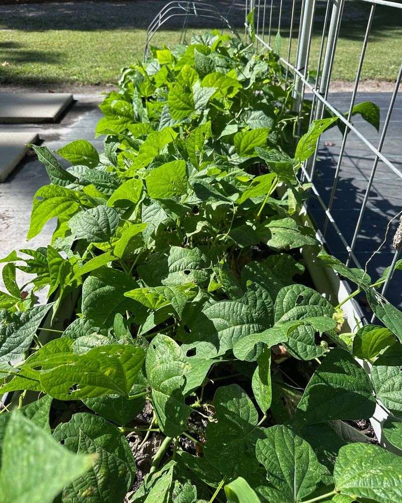 Green Beans