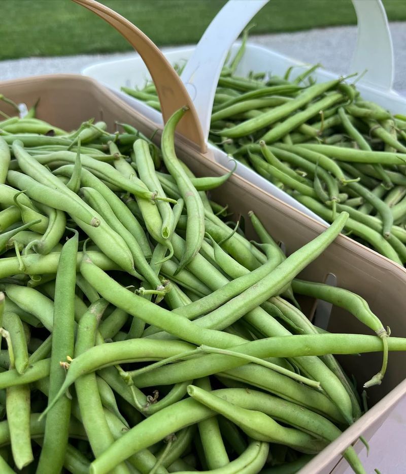 Green Beans