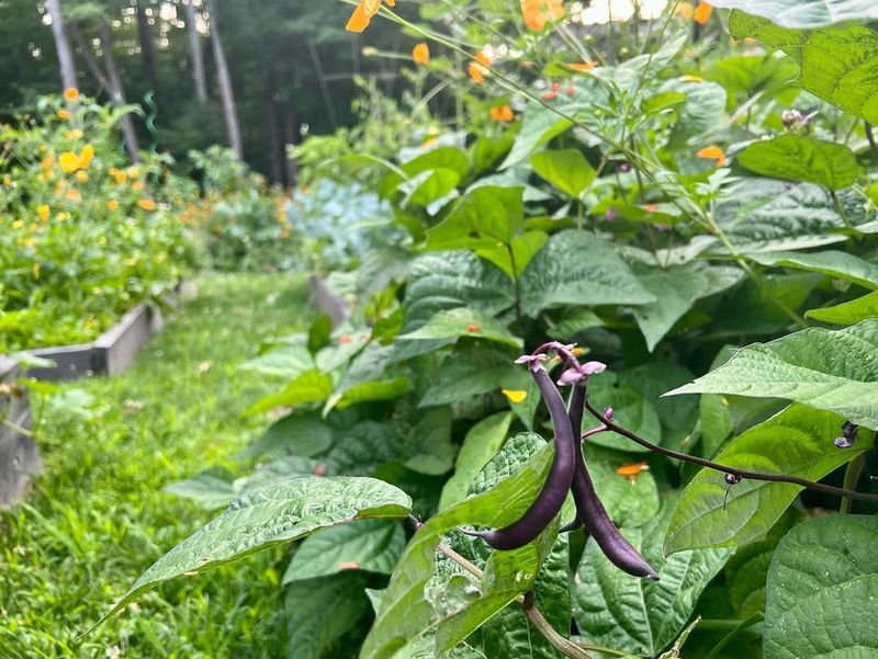 Green Beans