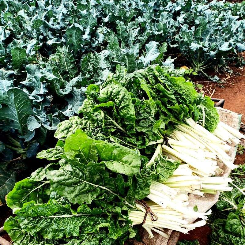 Spinach