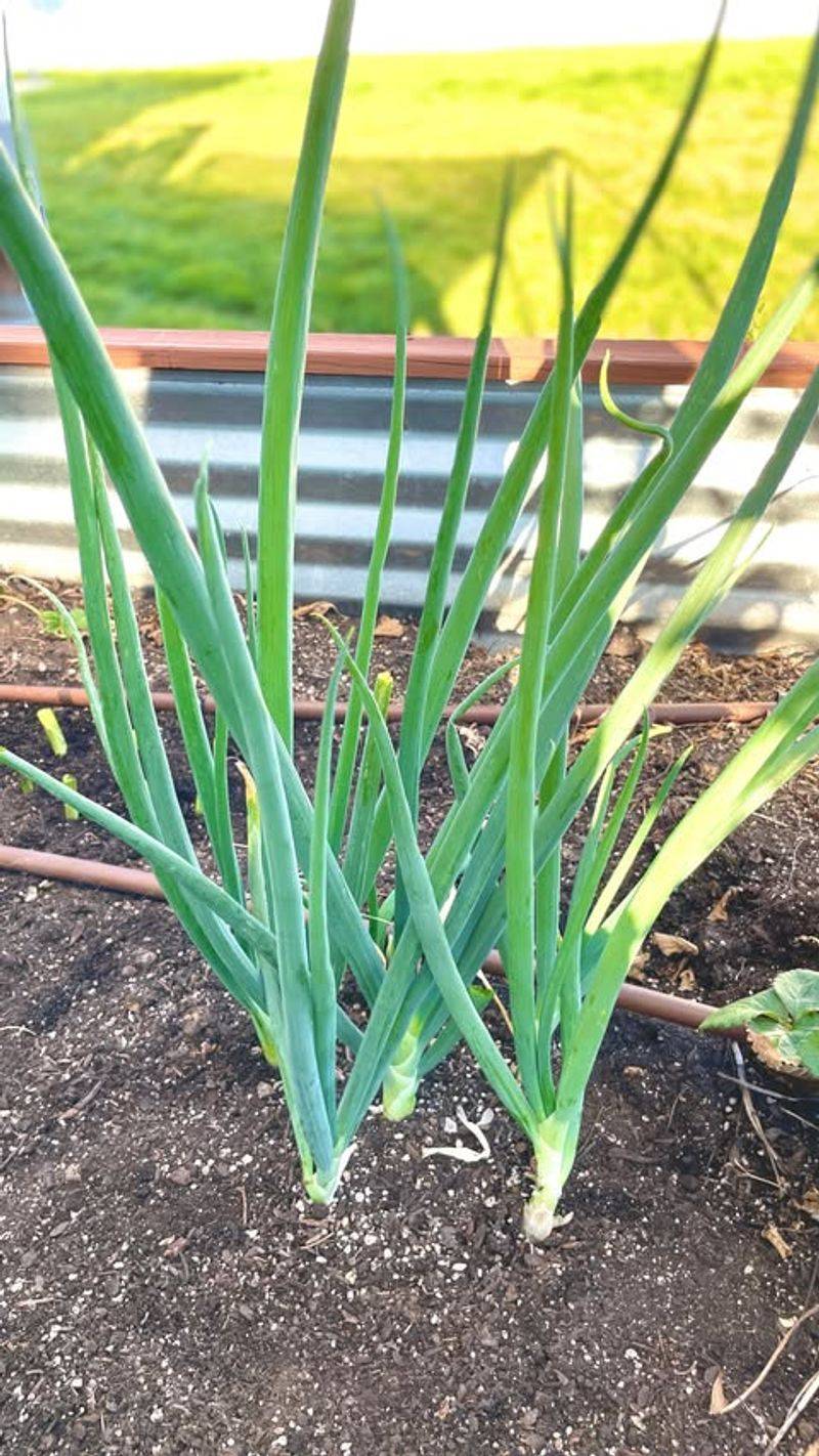 Green Onions