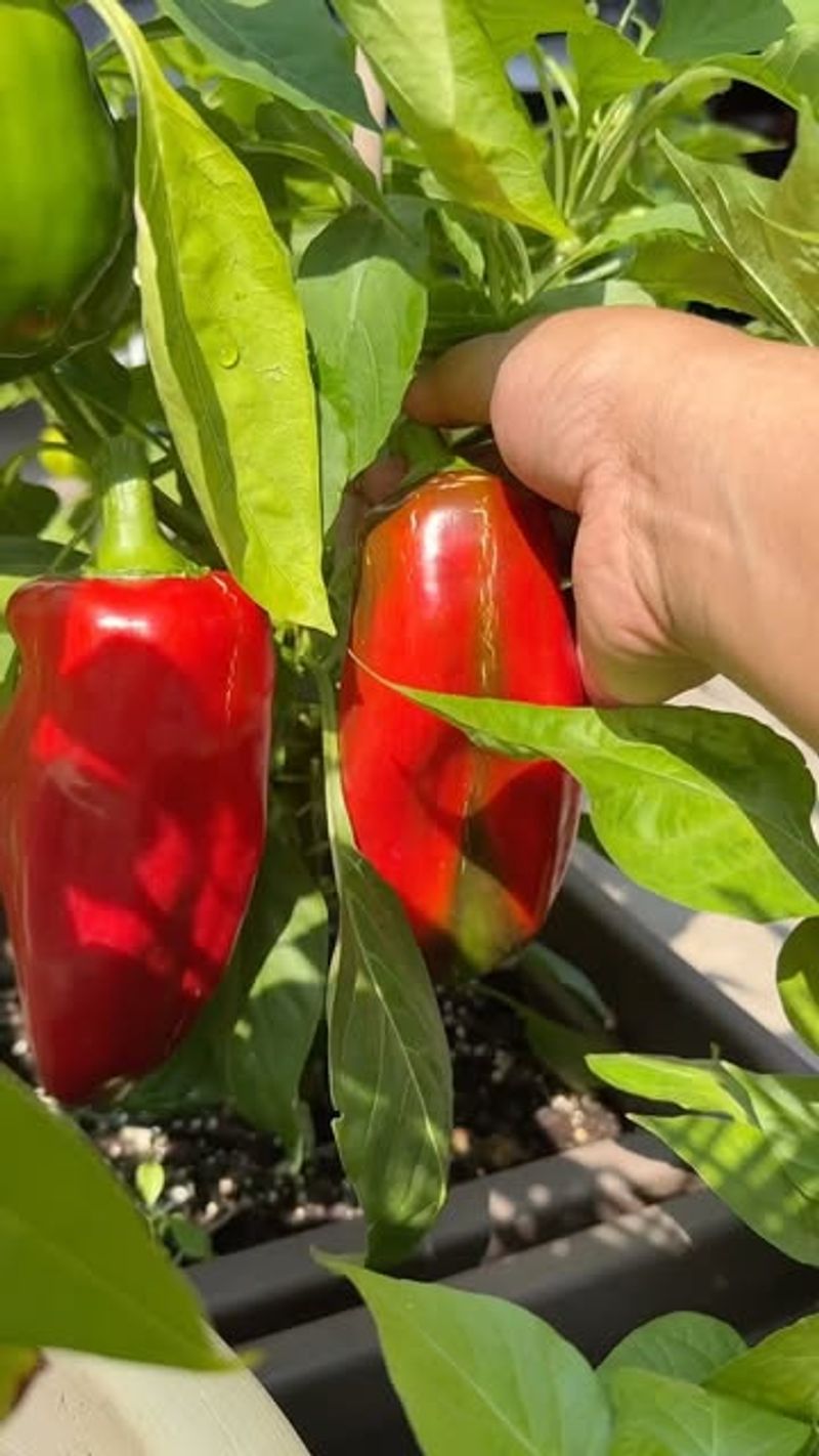 Peppers