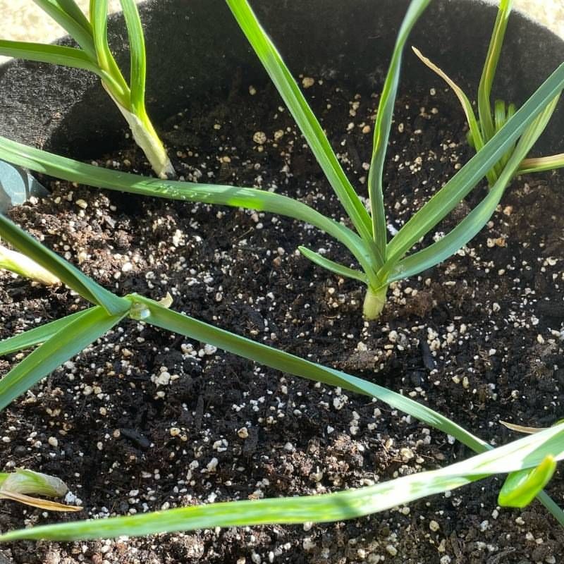 Green Onions