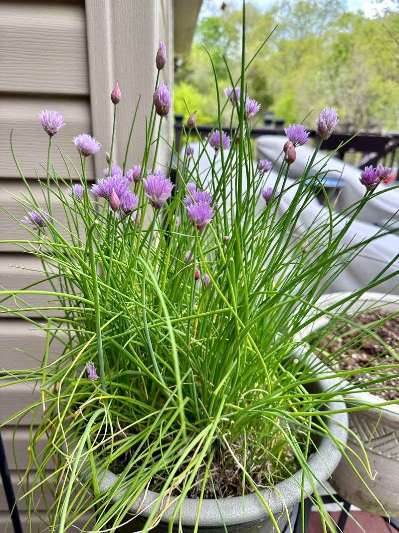 Green Onions