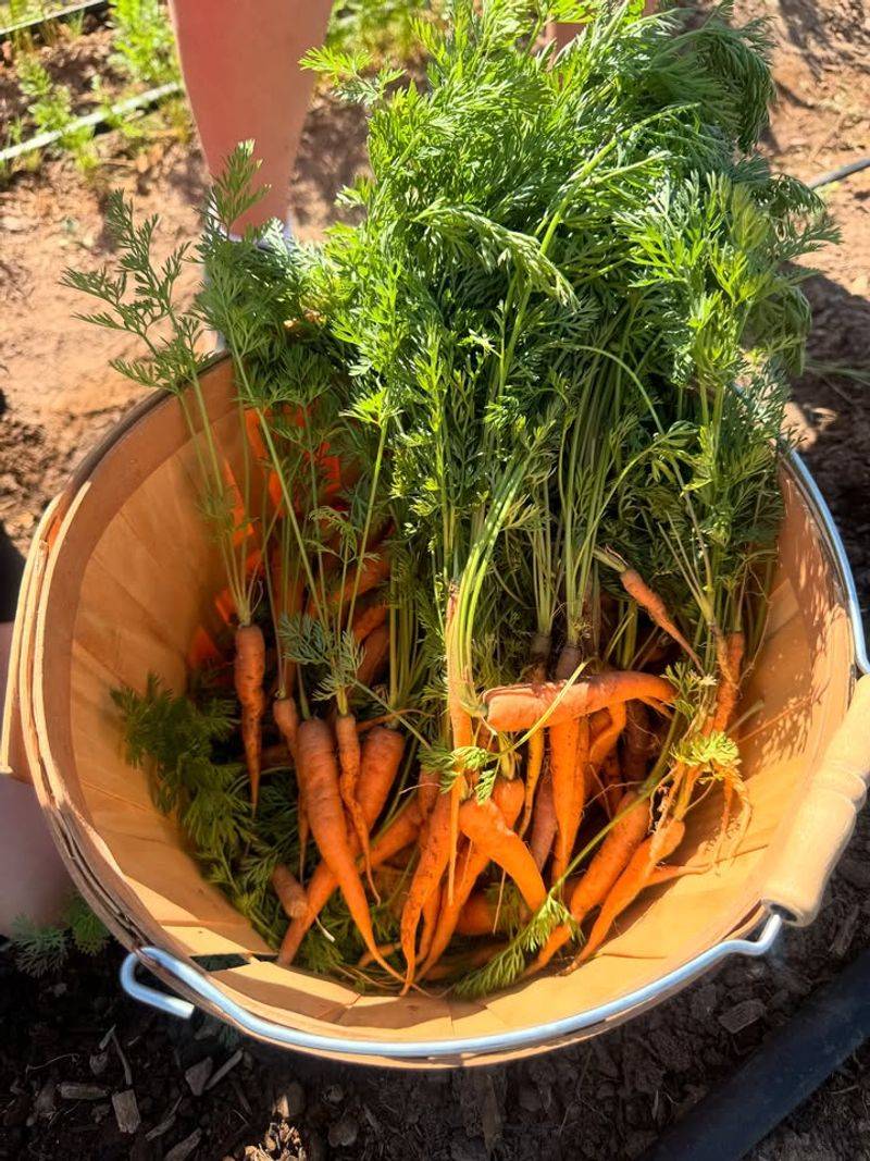 Carrots