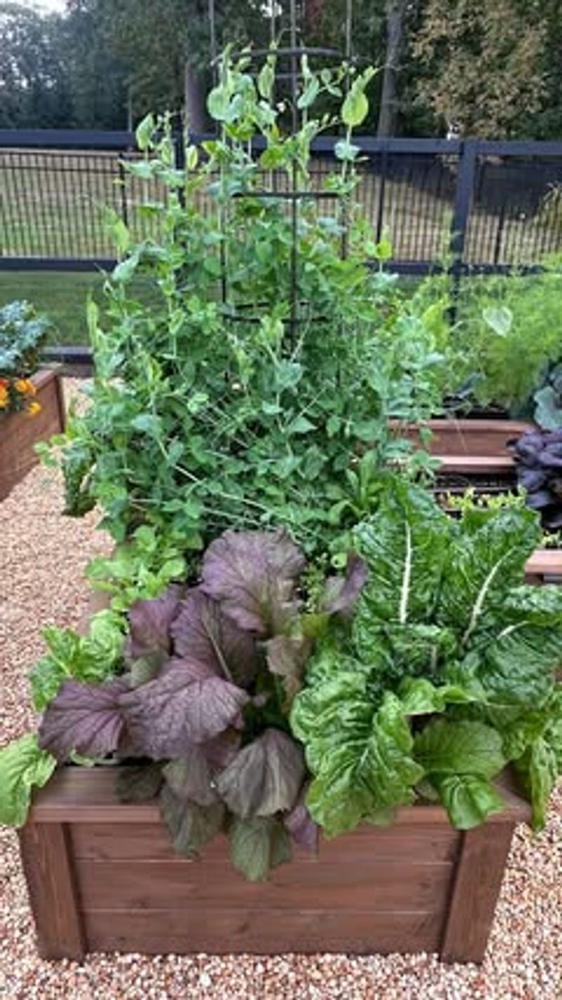 Peas And Brassicas: Boosting Growth Together