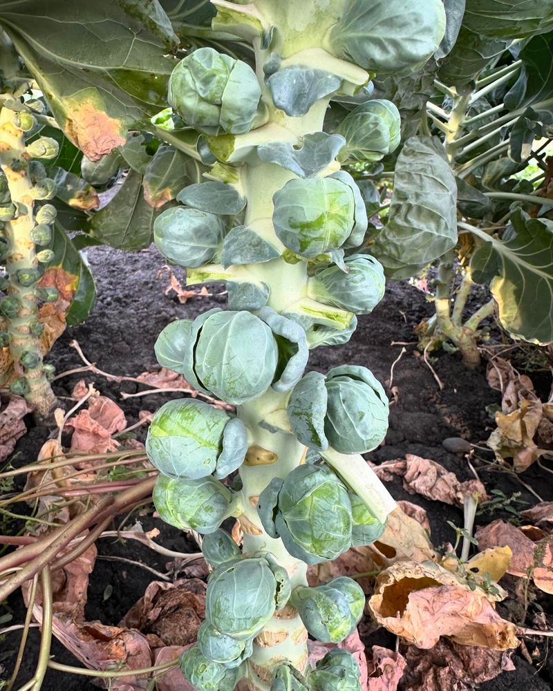 Brussels Sprouts: Tiny Cabbage Cousins