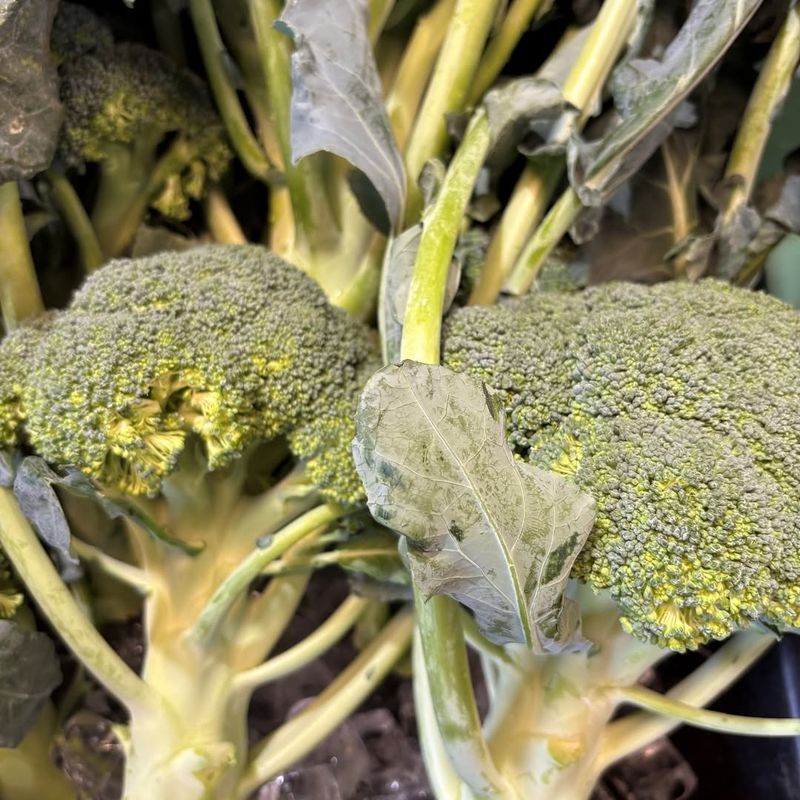 Broccoli