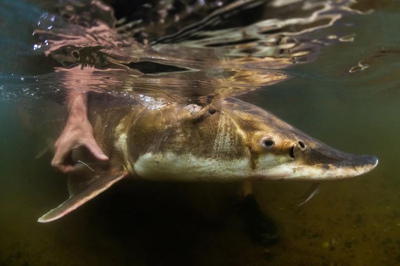 Gulf Sturgeon