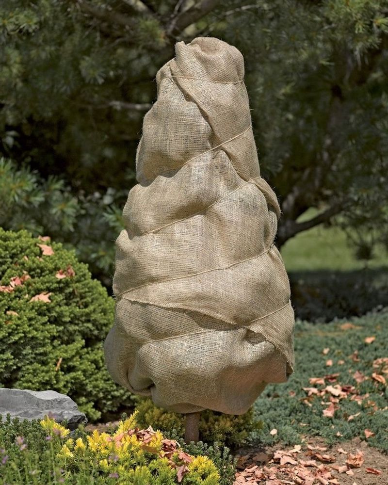 Protect Tender Plants From Frost