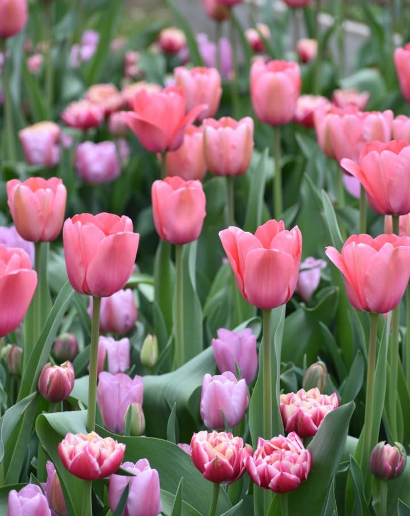 Plant Spring-Blooming Bulbs