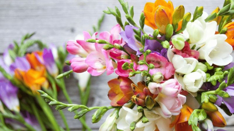 Freesias