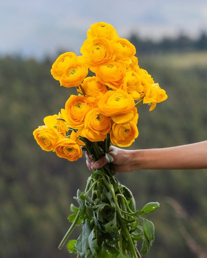 Ranunculus Hanoi Yellow