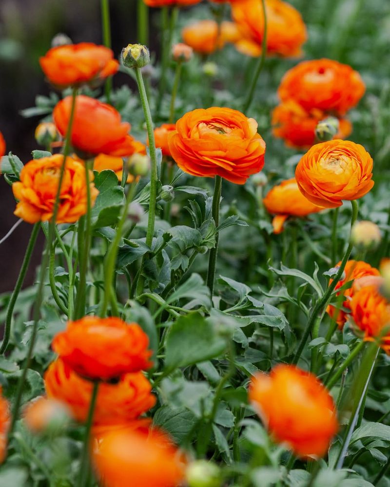 Ranunculus Aviv Orange