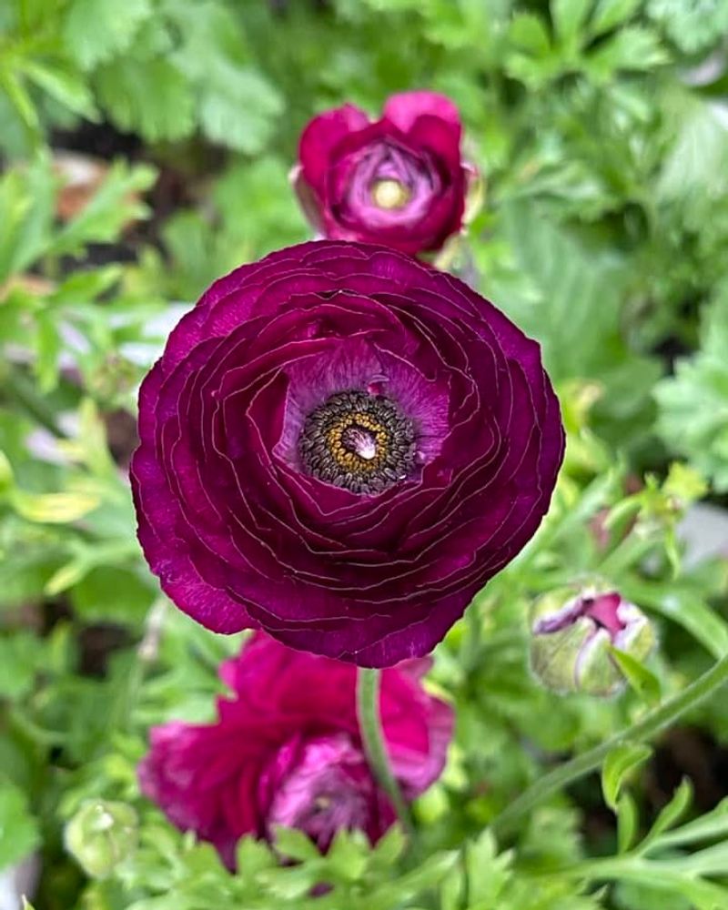 Ranunculus Success Purple