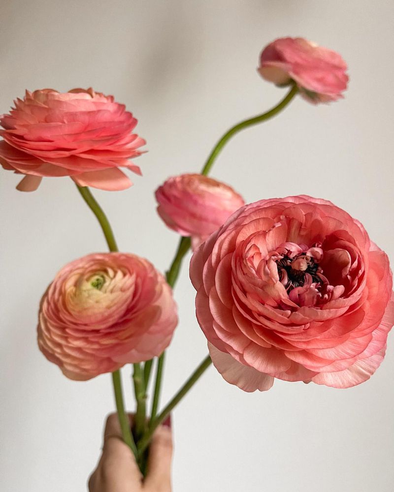 Ranunculus Elegance Salmon