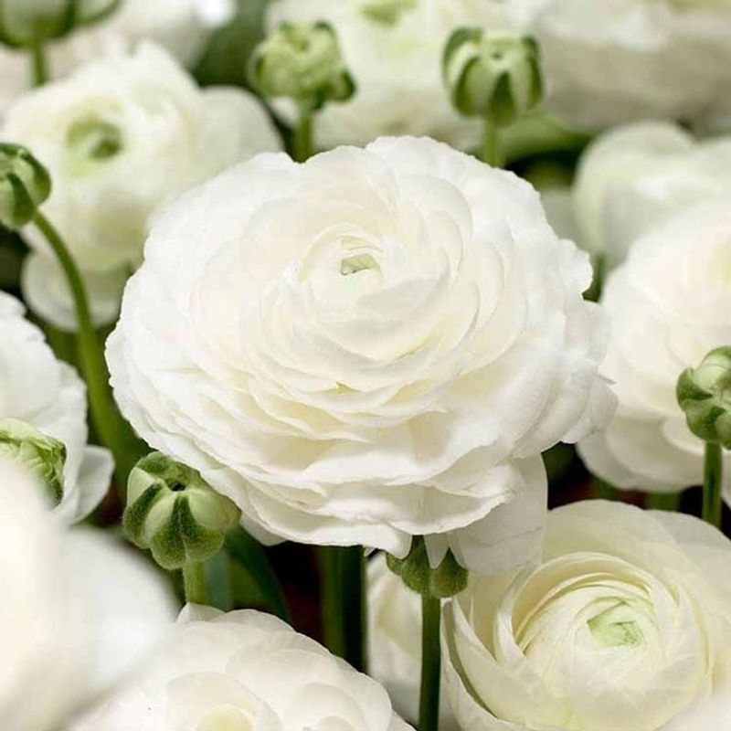 Ranunculus Bloomingdale White