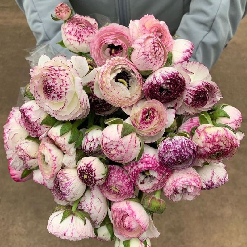 Ranunculus Cloni Cappuccino
