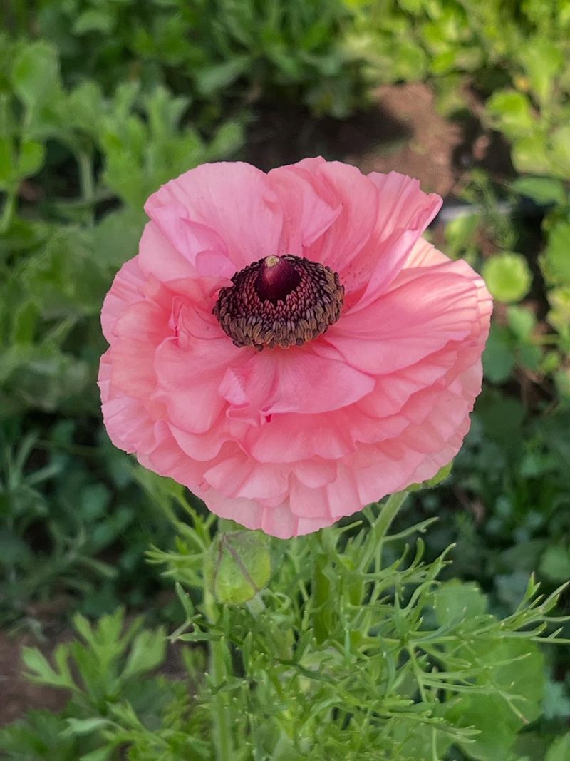 Ranunculus LaBelle Rose