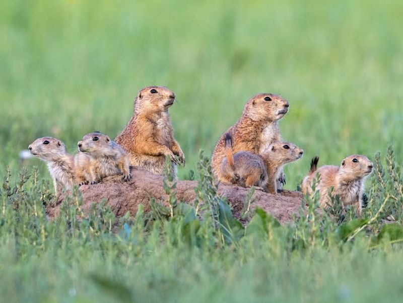 Prairie Dogs In Established Colonies