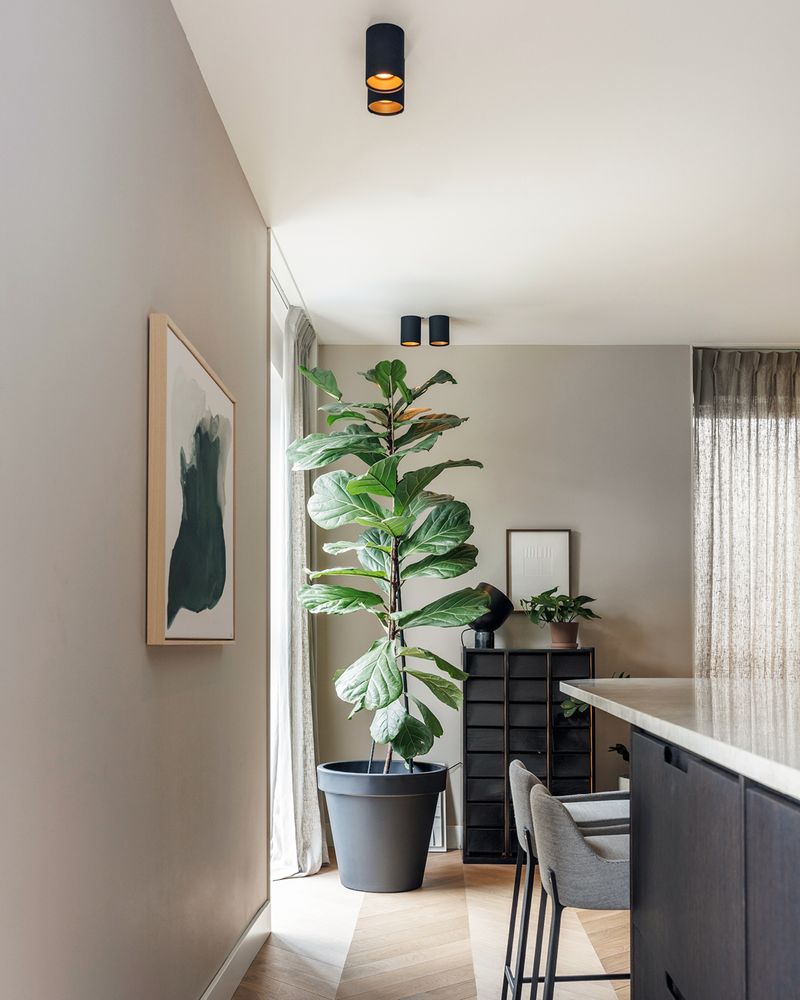 Architectural Fiddle Leaf Figs For Statement Corners