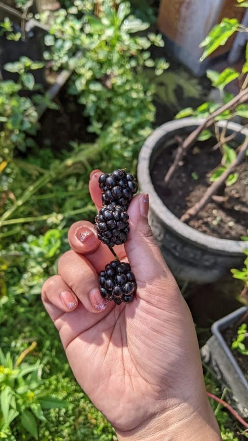 Blackberries
