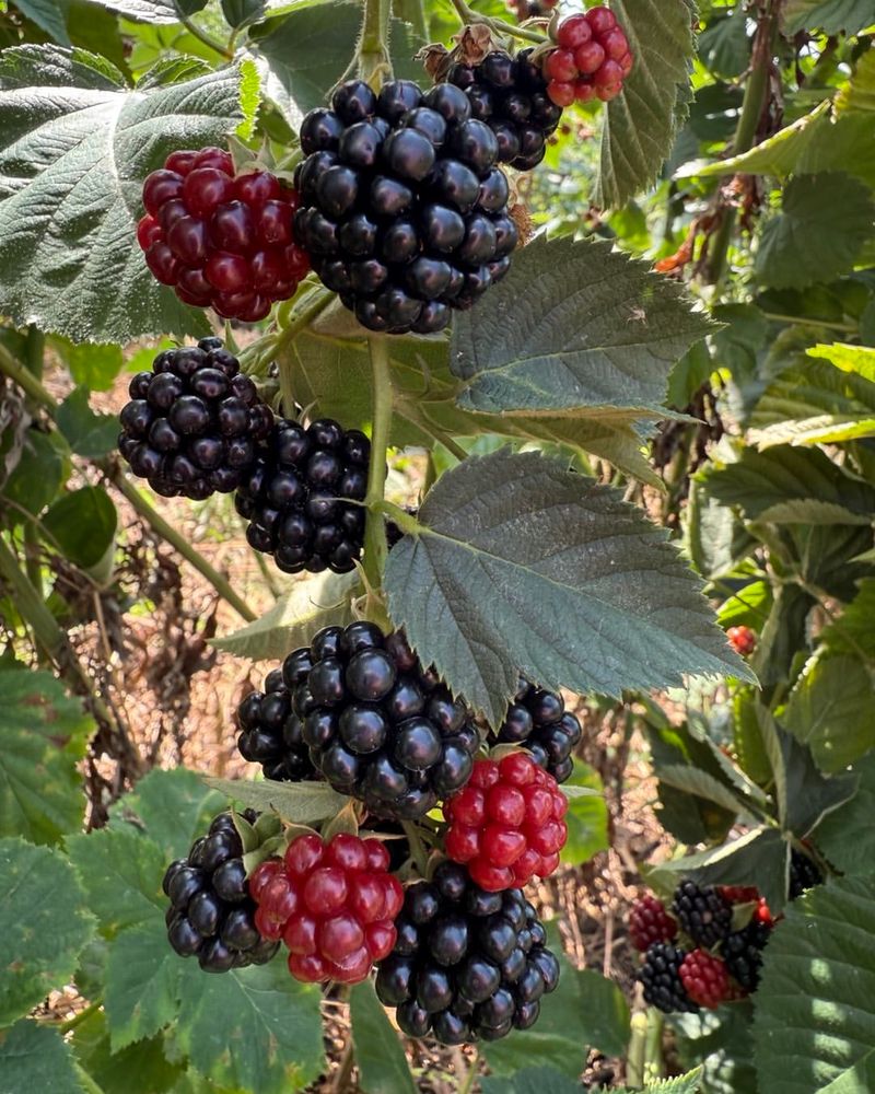 Blackberries