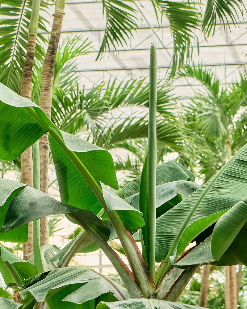 Dwarf Banana: Tropical Flair With Speedy Growth