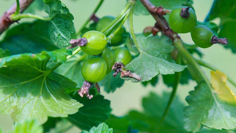Gooseberries Suited For Small Spaces