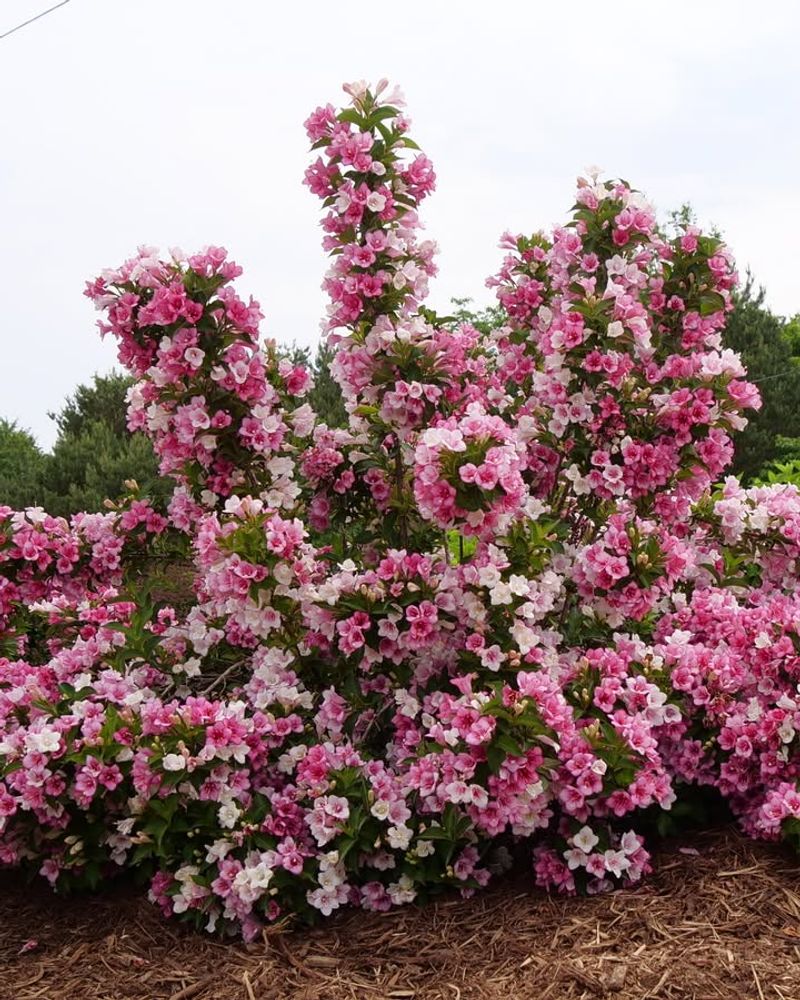 Weigela